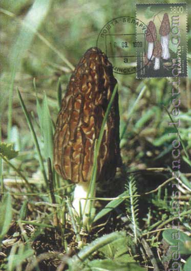 Morchella conica