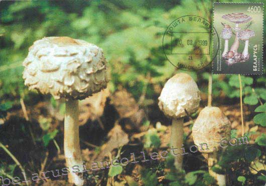 Macrolepiota rhacodes