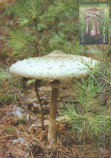 Macrolepiota procera