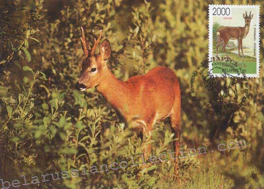 Roe (Capreolus capreolus)