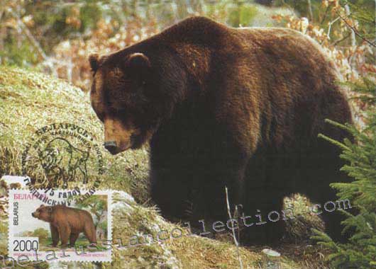 Bear (Ursus arctos)