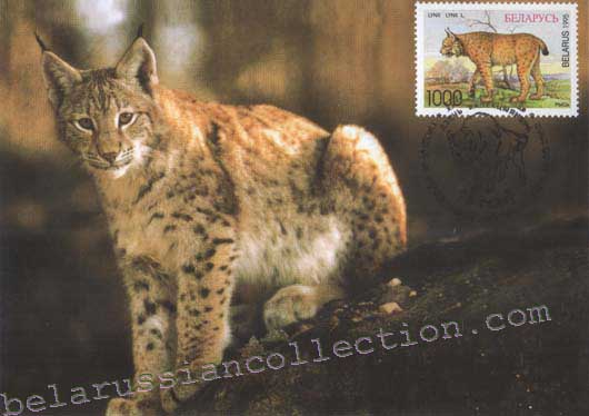 Lynx (Lynx lynx)