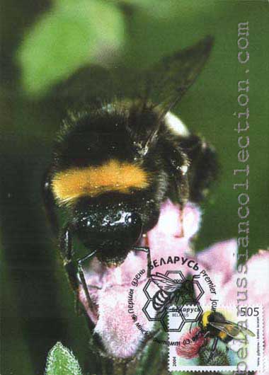Bumblebee (Bombus lucorum)