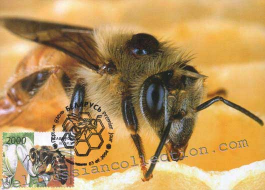Bee (Apis mellifera)