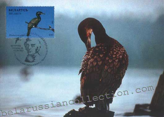 Phalacrocorax carbo