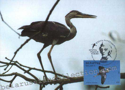Ardea cinerea