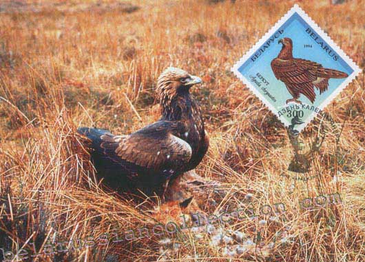 Aquila chrysaetus
