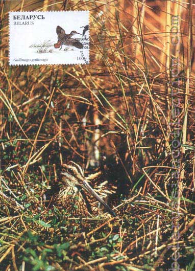 Gallinago gallinago
