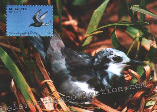 Chlidonias leucopterus