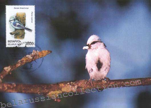 Parus cyanus