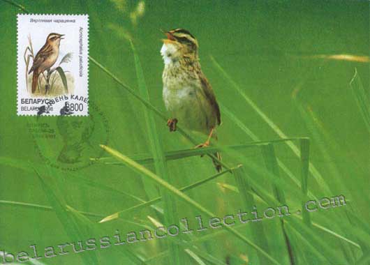 Acrocephalus paludicola