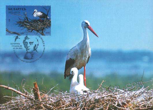 Ciconia ciconia