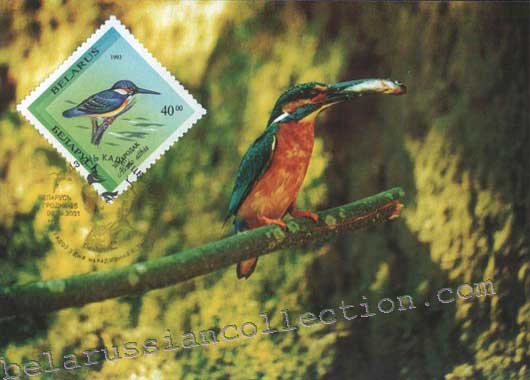 Alcedo atthis