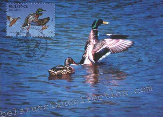 Anas platyrhynchos