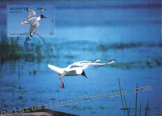 Larus ridibundus