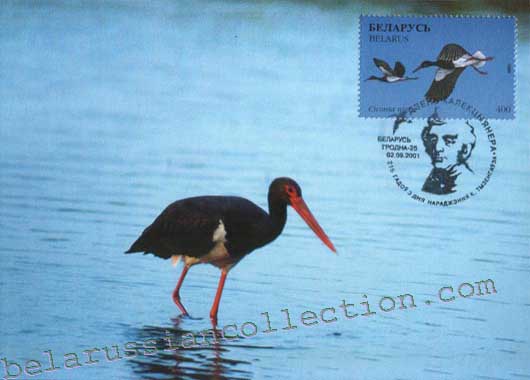 Ciconia nigra