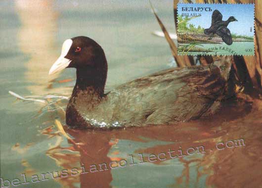 Fulicia atra