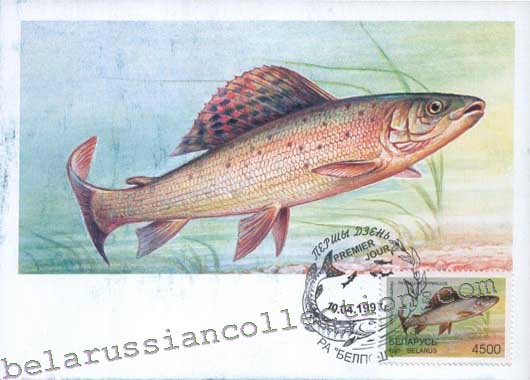 Grayling (Thymallus thymallus)