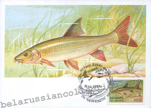 Barbel (Barbus barbus)