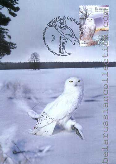 Snowy owl (Nyctea scandiaca)
