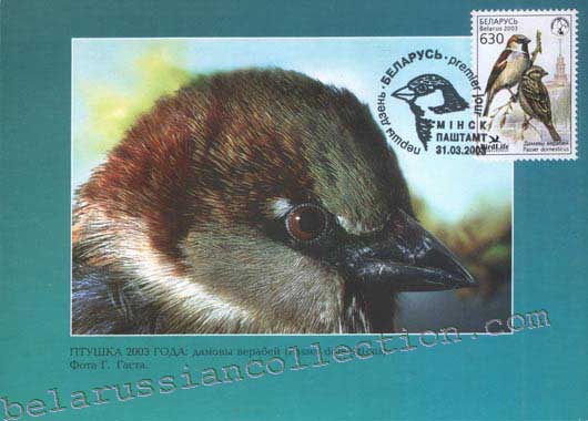 House Sparrow (Passer domesticus)